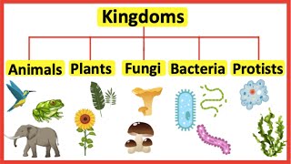 5 Kingdoms  Animals plants fungi bacteria amp protists [upl. by Jemy647]