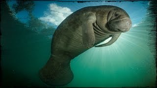 Manatees in Florida Marathon Key [upl. by Feliza]