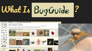 Guide to BugGuide [upl. by Aihsem]