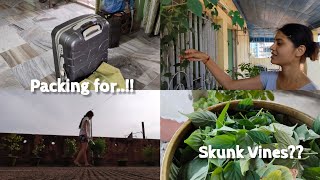 Home grown Skunk vines and some Gardening tips🧐  Packing for😲 [upl. by Delorenzo]