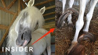 Rescue Horse With 30Pound Hooves Can Walk Again  Insider [upl. by Nyvar373]