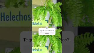 Helechos cuidados plantas plantlover helechos [upl. by Eniawed330]