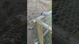 allotment gardening  1st May update allotmentgarden allotment gardening [upl. by Hpeseoj]