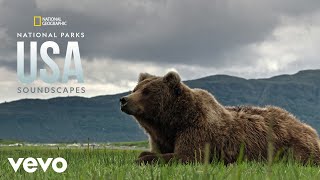 Bear Family Hunting Salmon at Katmai National Park From quotNational Geographic Soundscapes [upl. by Nyl286]