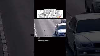 cucciolo abbandonato in autostrada 😡 [upl. by Laurin]