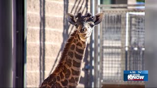 Baby giraffe born at Potawatomi Zoo [upl. by Robinette375]