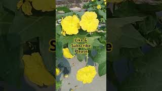 Yellow flower nature flowers flower shortvideos [upl. by Frankie]