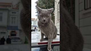 The most psychotic aggressive Gray cat I have ever seen [upl. by Landahl]