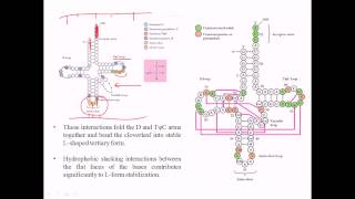 Structure of tRNA [upl. by Einittirb]