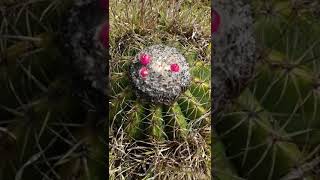 Melocactus curvispinus subs loboguerreroi  Asherita viajera guía turística en Colombia [upl. by Hermione]