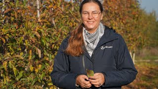 Aktualna sytuacja w sadach w powiecie grójeckim – Biejków Dorota Furmaniak 07112024 [upl. by Eerehs]