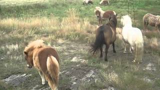 Etalon mini shetland avec les poulinières suitées de lélevage de La Fouasserie [upl. by Nahtan]