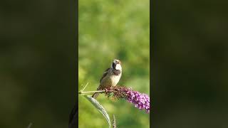 Bird sparrow make a beautiful day of spelling birds birdsounds birdslover [upl. by Pendergast]