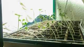 Phototropism Timelapse  Radish Plants [upl. by Licht986]