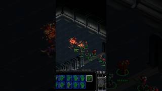 Confederates were breeding Zerg SUBSCRIBE for starcraft starcraft2 [upl. by Aliza]