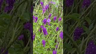 Bird Flying Around Violet Flower [upl. by Harcourt]