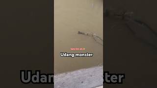 Mancing udang galah monster capit biru mancingudanggalah [upl. by Alyag]