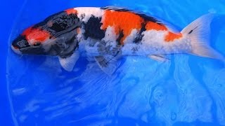 Quality Japanese Koi  Jumbo Showa Koi Fish Varieties from Japan  Part 1 [upl. by Losiram]