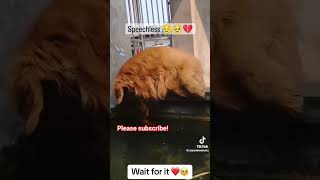 Heartwarming petrescue pets dogrescue heartwarming hearttouching Credit to jasonmoments [upl. by Hpeosj]