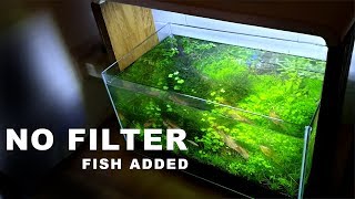 AMAZING 10 gallon NANO fish tank HOW TO NO FILTER NO FERTS NO CO2 NO HEATER [upl. by Etoile]