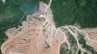 Can We STOP Deforestation  Solutions for a Greener Future [upl. by Asecnarf846]