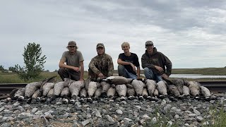 Early season goose hunting in Nodak band💍 [upl. by Bourn]