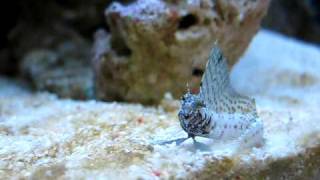 Sailfin Blenny  Emblemaria Pandionis   Reborn Aquarium [upl. by Maidie725]