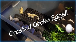 Crested Gecko Eggs And Snake Eggs [upl. by Born]