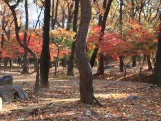 Autumn Leaves diatonic harmonica [upl. by Lechner756]