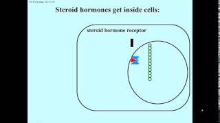 Transcription regulation steroids [upl. by Gefen]