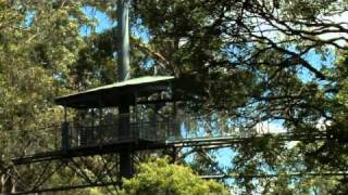 Otway Fly Treetop Adventures [upl. by Gnas]