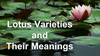 Lotus Flowers Varieties and Their Meanings [upl. by Mccafferty]