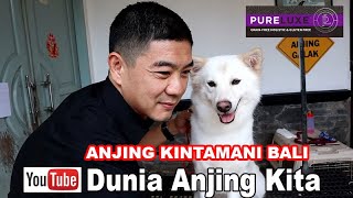 Kintamani si Anjing pulau Dewata Bali [upl. by Euhsoj921]