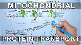 Protein Transport into Mitochondria [upl. by Ettegirb]