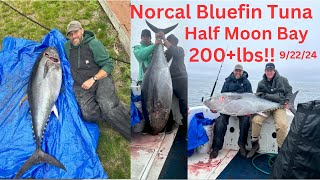 Norcal bluefin tuna 200lbs [upl. by Beaver]