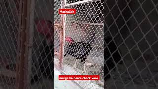 murge ka dance check kartrending funny youtubeshorts viral birds [upl. by Oswald]