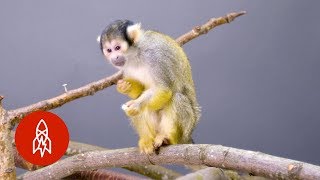 This Adorable Squirrel Monkey Is Losing Its Home [upl. by Aicineohp]