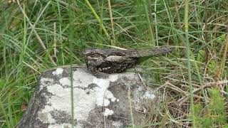 Caprimulgus europaeus European nightjar [upl. by Abrahan]