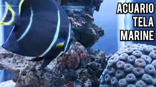 Acuario Tela Marine  Honduras 🇭🇳 [upl. by Aiym]