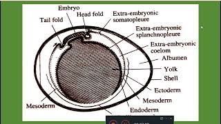 Development of amnion and chorion in chick Dr Seema Menon [upl. by Yrocaj]