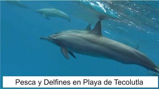 Delfines y Pesca en Tecolutla Veracruz [upl. by Fenner160]