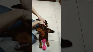 Playing beethoven on my dog 😂❤️😍 dog lovemydachshund doglover anjinglucu guguk [upl. by Gettings]