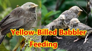 Yellow billed Babbler feeding [upl. by Etteraj]