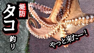 【タコ釣り】この釣り方を真似して下さいね。。キロアップ開幕ですよ！ [upl. by Inal163]