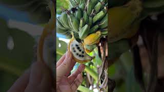 Comera la frutta prima delluomo shorts youtubeshorts shortvideo it [upl. by Katusha]