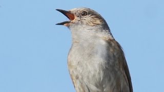 Dunnock Song  Hedge Sparrow [upl. by Jonna744]