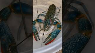 My Giant Blue Lobster Lost His Claw 🤕🦞 [upl. by Huldah]