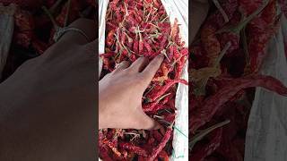 Red chilli Rate मिर्ची मंडी भाव 11 जून 2024 मिर्ची मंडी Shorts Mirchi Chilli [upl. by Maloney464]