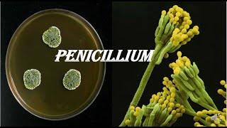 Penicillium [upl. by Jennette]