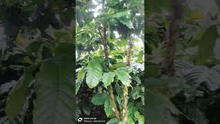 Arabica Coffee plants Maysur [upl. by Ahsinahs956]